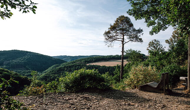 Grüne Natur bei blauem Himmel in der Vulkaneifel.